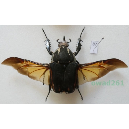 Mecynorhina ugandensis (Moser, 1907) male ex. ovo Cameroon87